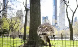 NYC is dropping fish-scented rabies vaccine pouches for raccoons in Brooklyn, Queens and Manhattan
